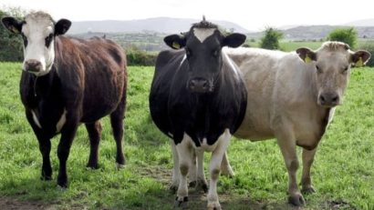 (AUDIO)Boala limbii albastre se extinde la efectivele de animale din ţară