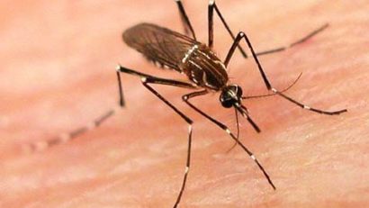 Febra dengue ar putea ajunge şi pe continentul european