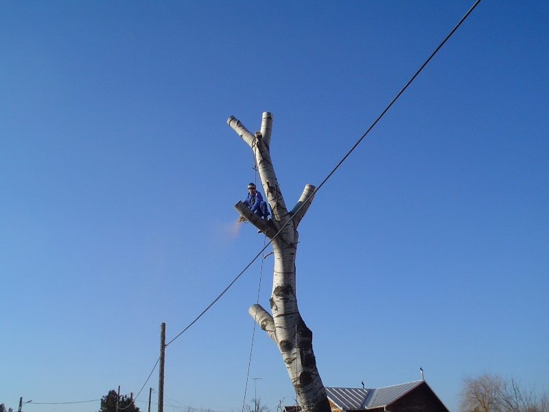 CONSTANȚA: Fără energie electrică până vineri, din cauza toaletării arborilor