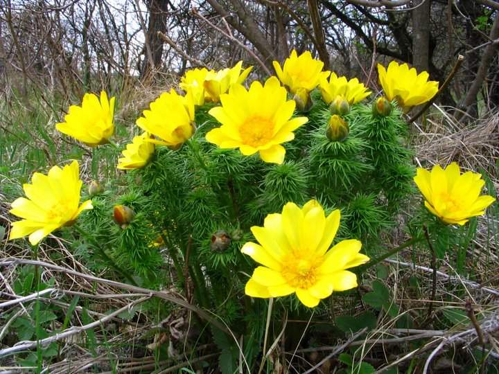 AUDIO: Buchet filatelic de 8 Martie