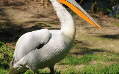 pelican cret - foto - wikipedia