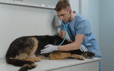 medic veterinar - foto - pexels