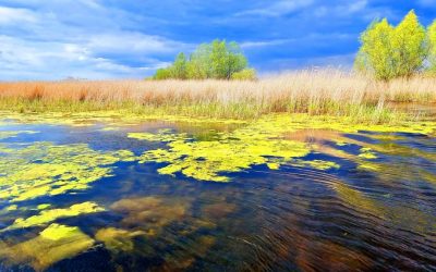 delta soare nuferi foto Ovidiu Oprea