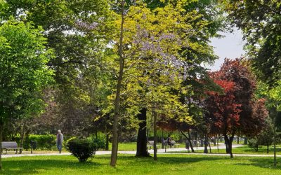 parcul arheologic copaci infloriti vreme frumoasa foto as