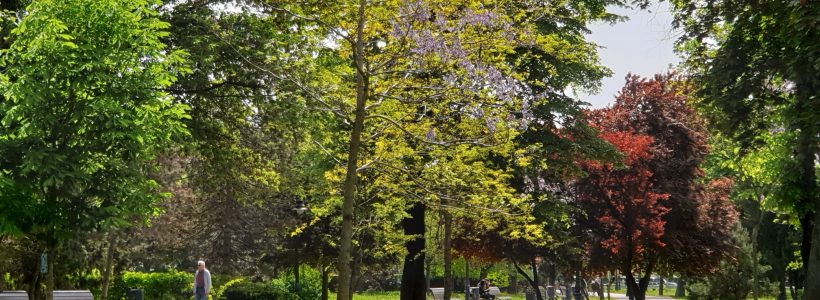 parcul arheologic copaci infloriti vreme frumoasa foto as