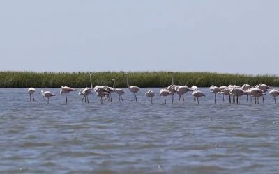 Flamingo in Delta - foto - arbdd