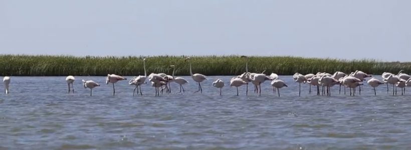 Flamingo in Delta - foto - arbdd