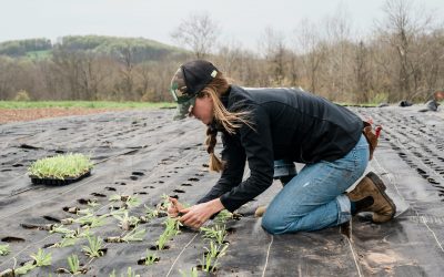 agricultura. invatamant dual agricultura - foto - unsplash