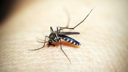 INSP: 18 decese din cauza infecției cu virusul West Nile, în România