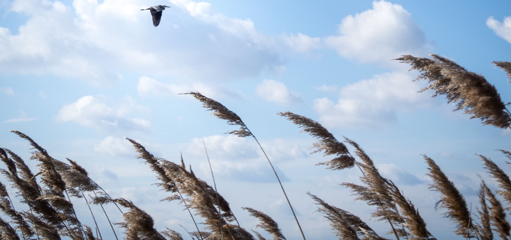 Cod galben de intensificări ale vântului în Dobrogea