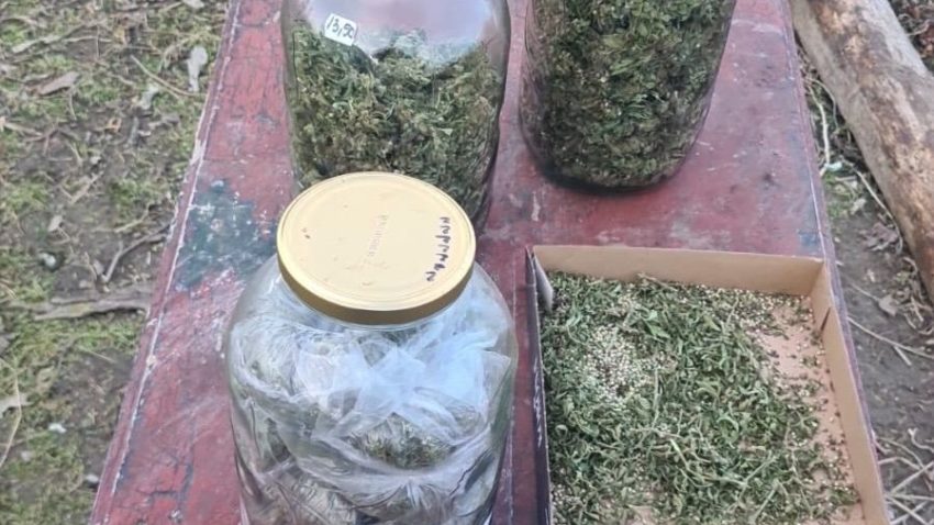 TULCEA: Peste un kilogram de canabis, descoperit în locuințele unui traficant de droguri