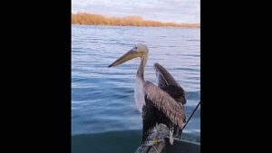 TULCEA: Pelican îngrijit de un inspector ARBDD și reintegrat în habitatul natural