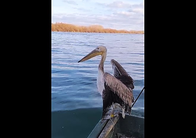 TULCEA: Pelican îngrijit de un inspector ARBDD și reintegrat în habitatul natural