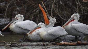 TULCEA: Monitorizarea pelicanilor creți din Deltă, îngreunată de restricțiile impuse de războiul din Ucraina