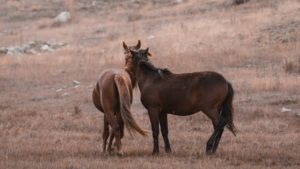 TULCEA: Medicii veterinari cer sprijinul autorităţilor pentru a-i prinde pe vânzătorii de animale din Deltă