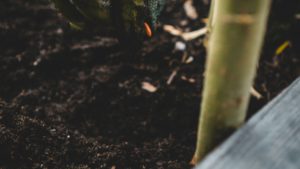 plantare seminte - foto - unsplash