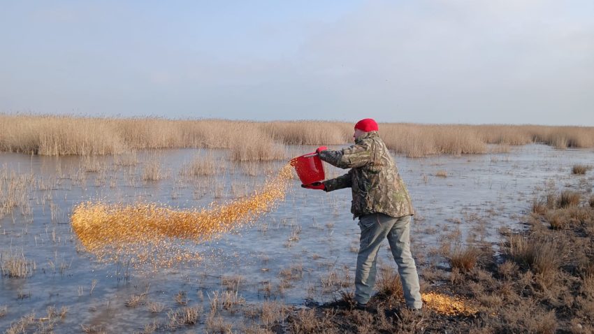 ARBDD: În perioada 10-12 februarie, au avut loc primele acțiuni de hrănire a păsărilor din acest an